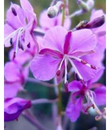 Rosebay Willowherb tea