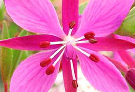 ROSE BAY WILLOW herb tea - welcome back!