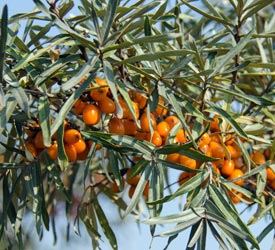 Organic Sea Buckthorn oil 